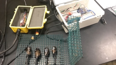 Mussel research using the Hall effect sensor