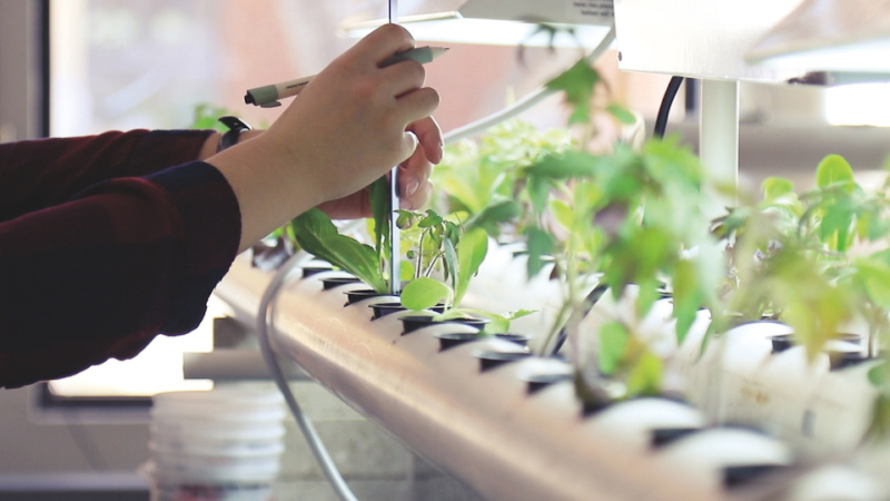 A student's hands measure green seedlings inside the Freight Farm.