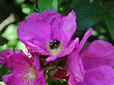 A bee pollinating an old fashioned bright pink rose