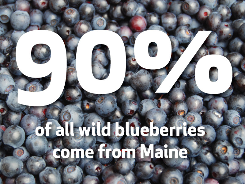 fun facts blueberries 2 19 15